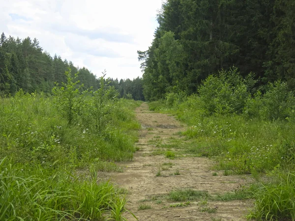 Yazın güneşli havalarda eski odunlardan yapılmış rahat orman yolu.