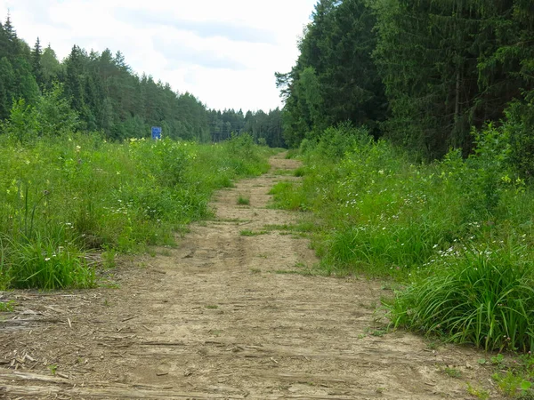 Acogedor Camino Forestal Hecho Troncos Viejos Verano Tiempo Soleado — Foto de Stock