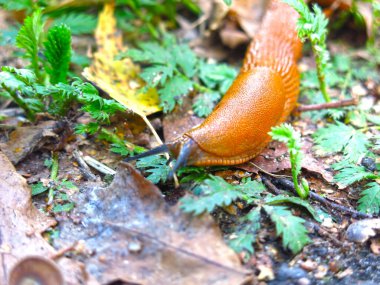 Dev kahverengi sümüklüböcekler Arion lusitanicus yazın Moskova bölgesinde sürünüyor