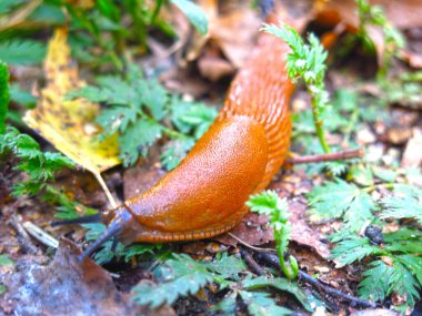 Dev kahverengi sümüklüböcekler Arion lusitanicus yazın Moskova bölgesinde sürünüyor