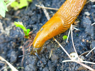 Dev kahverengi sümüklüböcekler Arion lusitanicus yazın Moskova bölgesinde sürünüyor