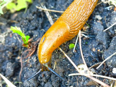 Dev kahverengi sümüklüböcekler Arion lusitanicus yazın Moskova bölgesinde sürünüyor