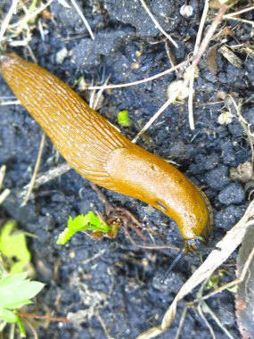 Dev kahverengi sümüklüböcekler Arion lusitanicus yazın Moskova bölgesinde sürünüyor