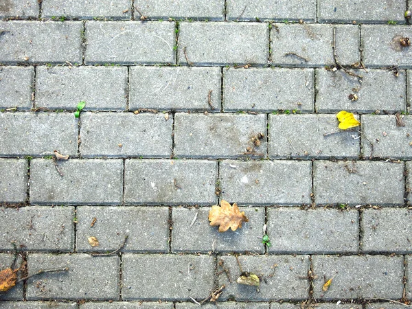 长有秋天叶子的灰色矩形瓷砖铺路石 — 图库照片