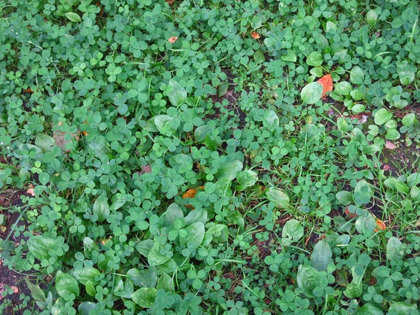 Clover Background Green Grass Summer — Stock Photo, Image