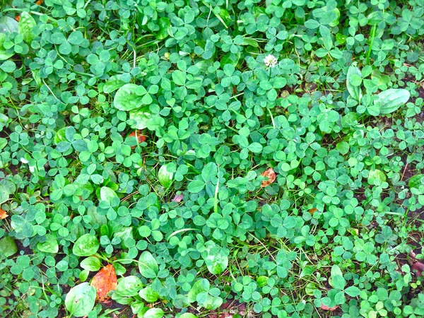 Klöver Bakgrund Grönt Gräs Sommaren — Stockfoto