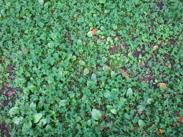 Koniczyna Tło Zielonej Trawy Lecie — Zdjęcie stockowe