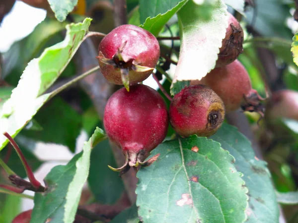 Μικρά Κόκκινα Μήλα Κρέμονται Φθινόπωρο Μια Νεαρή Μηλιά — Φωτογραφία Αρχείου