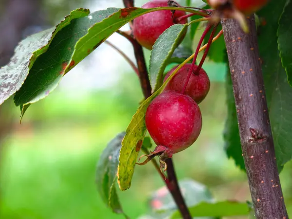 Μικρά Κόκκινα Μήλα Κρέμονται Φθινόπωρο Μια Νεαρή Μηλιά — Φωτογραφία Αρχείου