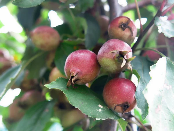 Pequeñas Manzanas Rojas Cuelgan Otoño Manzano Joven —  Fotos de Stock