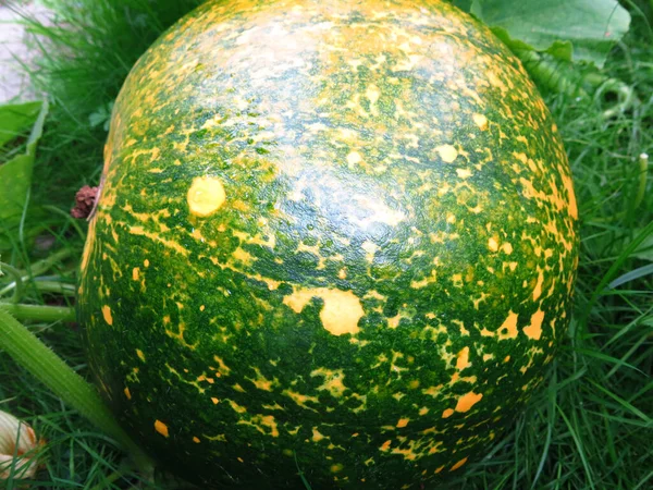 作为背景的绿色 橙色南瓜皮 — 图库照片