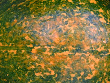 Arka planda benekleri olan balkabağının sarı-yeşil yüzeyi