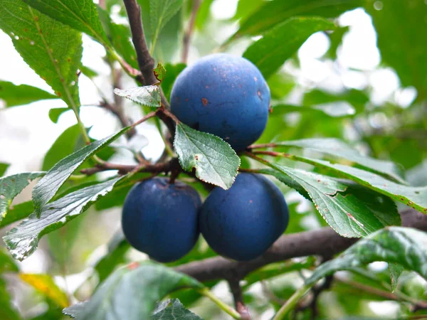 Prunes Bleues Mûrissent Automne Sur Arbre Dans Jardin — Photo
