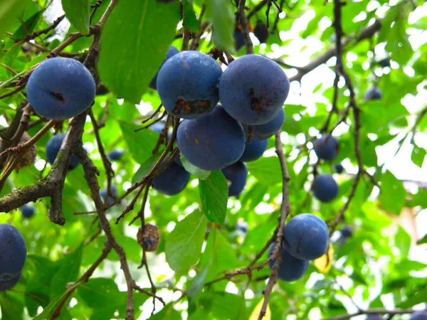 Prunes Bleues Mûrissent Automne Sur Arbre Dans Jardin — Photo