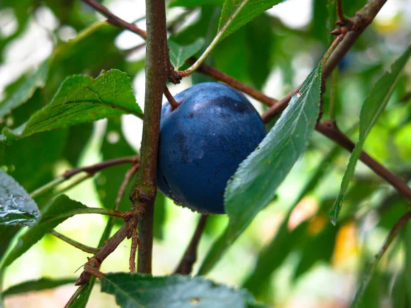blue plums ripen in autumn on a tree in the garden