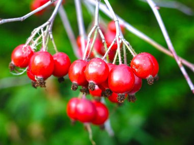 Kızıl dikenli böğürtlenler Sonbaharda bir çalıya asılır