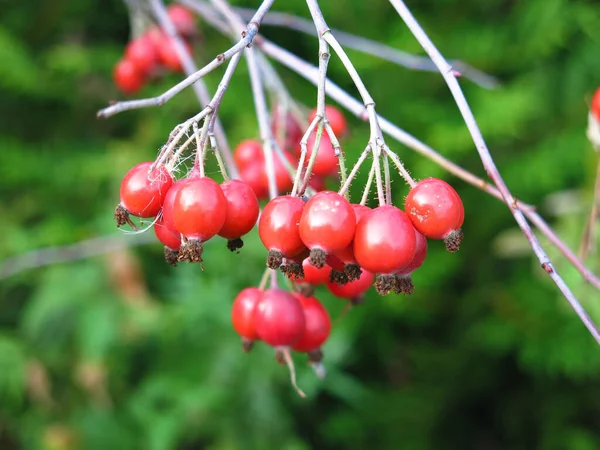 Красные Ягоды Боярышника Осенью Висят Буше — стоковое фото