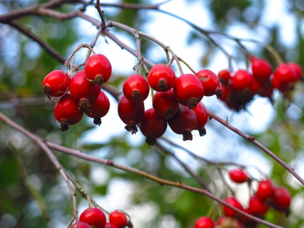 Red Hawthorn Berries Hang Bush Autumn — Stock Photo, Image