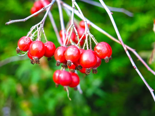 Red Hawthorn Berries Hang Bush Autumn — Stock Photo, Image