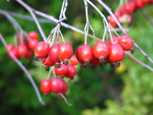 秋には赤いサンザシの果実がブッシュにかかっています — ストック写真