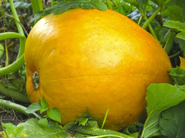 Enorme Calabaza Amarilla Crece Jardín Otoño —  Fotos de Stock