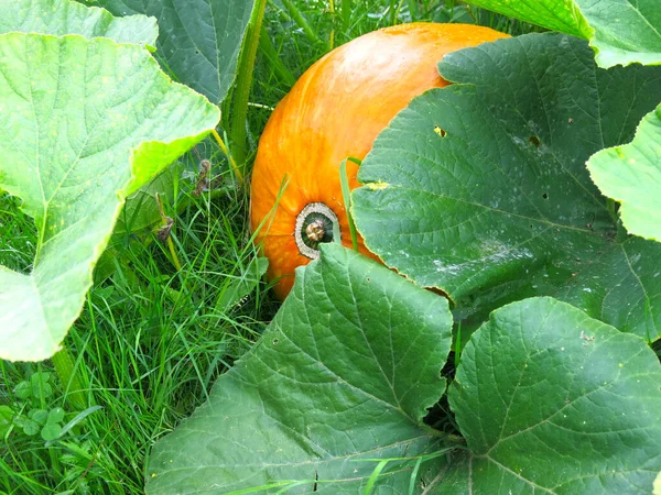 Enorme Calabaza Amarilla Crece Jardín Otoño —  Fotos de Stock