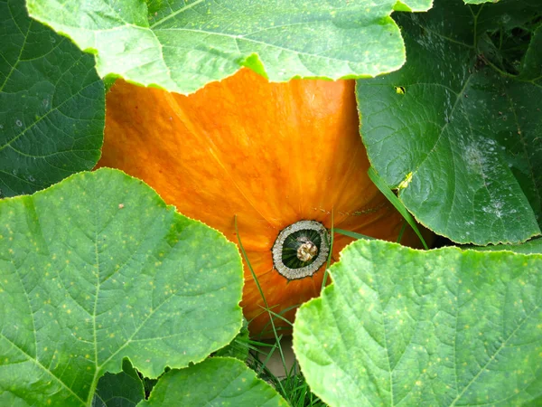 Enorme Calabaza Amarilla Crece Jardín Otoño —  Fotos de Stock