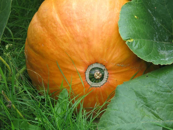 Enorme Calabaza Amarilla Crece Jardín Otoño —  Fotos de Stock