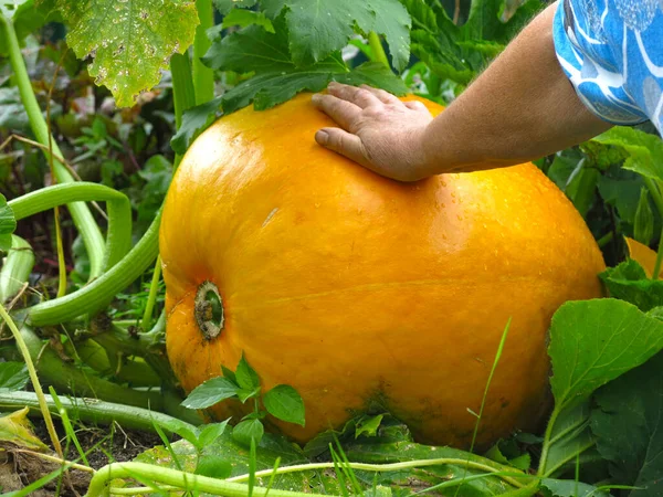 Enorme Calabaza Amarilla Crece Jardín Otoño —  Fotos de Stock