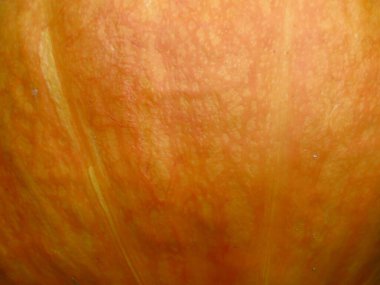 Kırsal bir bahçede yetişen sarı-turuncu bir balkabağının kabuğu, yemek fotoğrafları için.