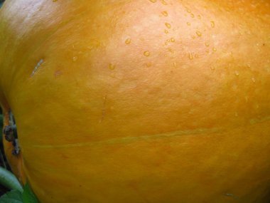 Kırsal bir bahçede yetişen sarı-turuncu bir balkabağının kabuğu, yemek fotoğrafları için.