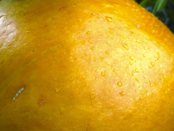 Φόντο Της Φλούδας Μιας Κίτρινης Πορτοκαλί Κολοκύθας Που Φυτρώνει Έναν — Φωτογραφία Αρχείου