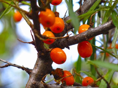 Baharda bahçedeki bir ağaçta dikeni olgunlaşır.