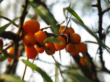 Baharda bahçedeki bir ağaçta dikeni olgunlaşır.