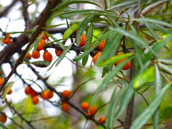 Sanddorn Reift Herbst Auf Einem Baum Garten — Stockfoto