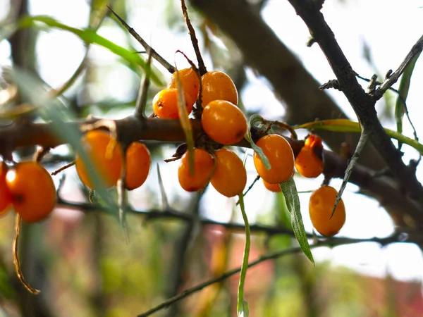 Sanddorn Reift Herbst Auf Einem Baum Garten — Stockfoto