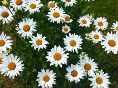 Yazın tarlada beyaz papatyalar açar.