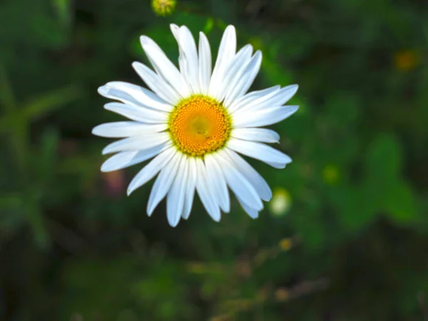 Białe Stokrotki Kwitną Polu Latem — Zdjęcie stockowe