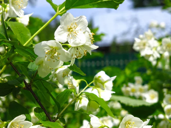 Jazmín Blanco Florece Exuberantemente Jardín Primavera —  Fotos de Stock