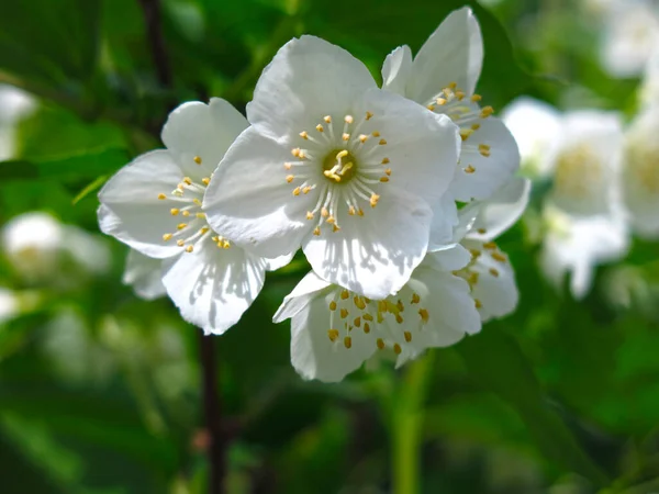 Jazmín Blanco Florece Exuberantemente Jardín Primavera — Foto de Stock