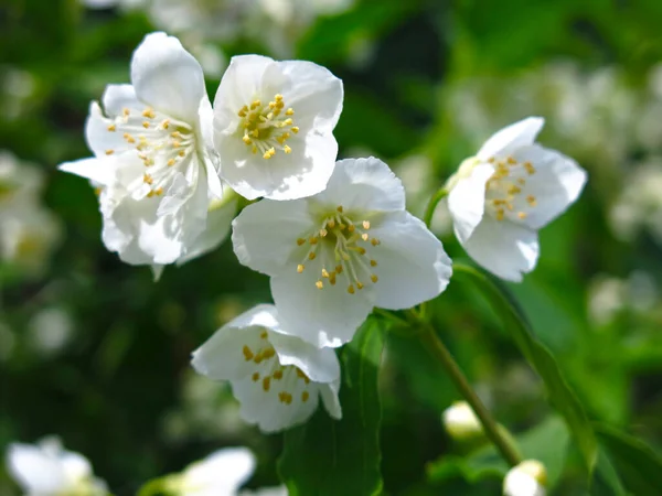 Λευκό Γιασεμί Ανθίζει Πολυτελώς Στον Κήπο Την Άνοιξη — Φωτογραφία Αρχείου