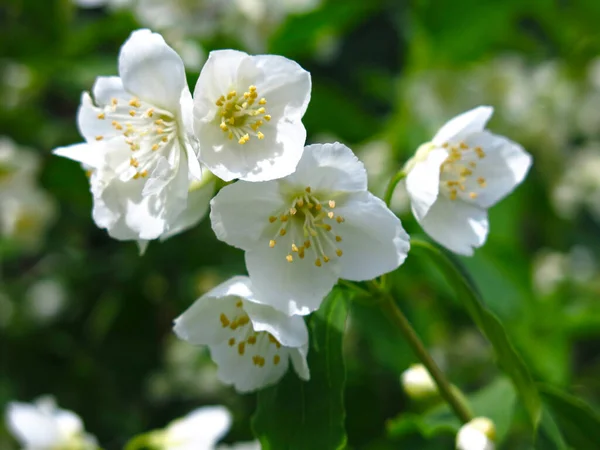 Jazmín Blanco Florece Exuberantemente Jardín Primavera —  Fotos de Stock