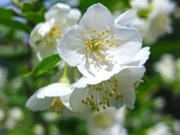 White Jasmine Blooms Luxuriantly Garden Spring — Stock Photo, Image
