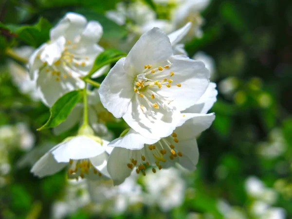 White Jasmine Blooms Luxuriantly Garden Spring — Stock Photo, Image