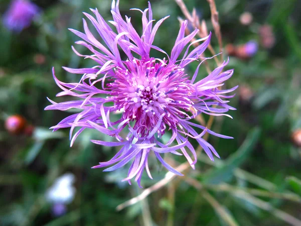 Burdock Blooms Summer Purple Flowers — Stock Photo, Image