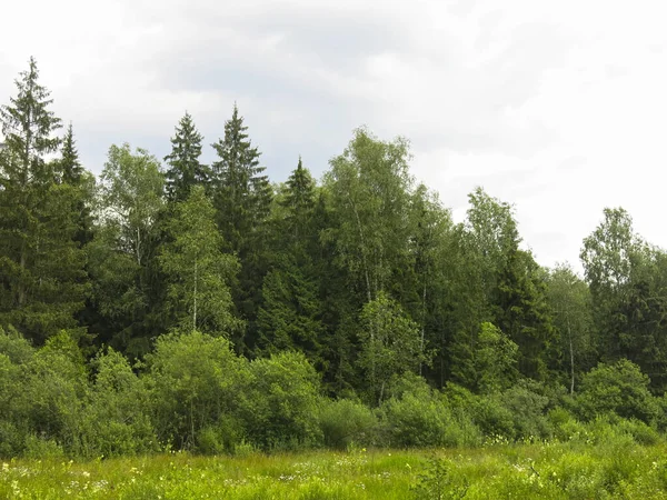 Vacker Grön Skog Sommaren Med Blå Himmel Moln Lugnt Landskap — Stockfoto