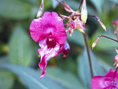 Impatiens glandulifera (balsaminaceae) sonbaharda kırmızı çiçeklerle açar