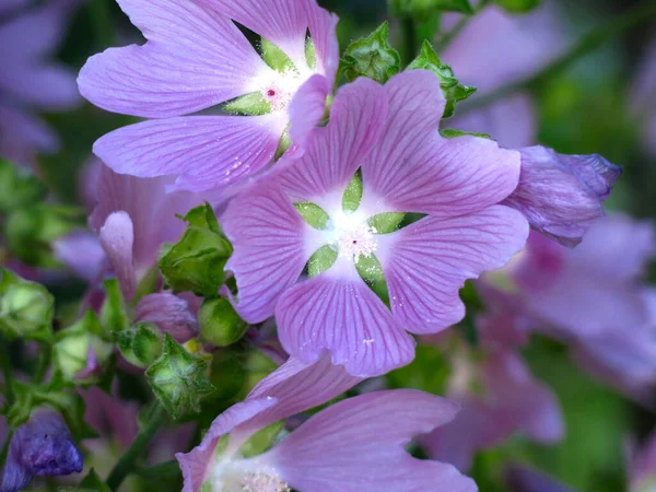 Field Malva Malva Sylvestris Blooms Pink Purple Flowers — Stok Foto