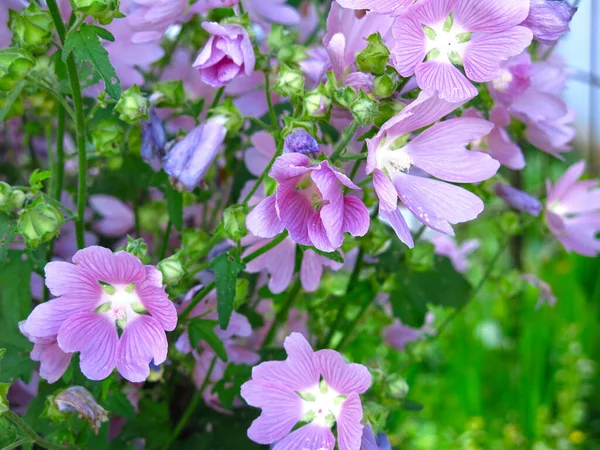 Field Malva Malva Sylvestris Blooms Pink Purple Flowers — Stock Photo, Image