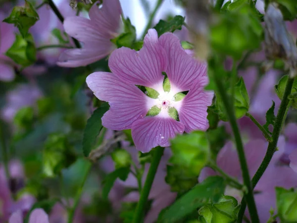 Αγρός Malva Malva Sylvestris Ανθίζει Ροζ Μοβ Άνθη — Φωτογραφία Αρχείου